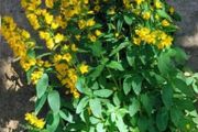 Flowering Shade Plant Loostrife