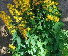 Flowering Shade Plant Loostrife