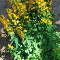 Flowering Shade Plant Loostrife