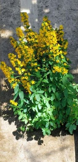 Flowering Shade Plant Loostrife