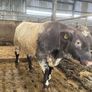 5Shorthorn Bull for sale Image 4