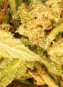 CBD flower