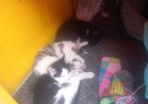 kittens