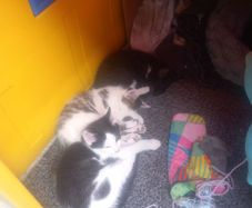 kittens