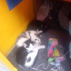 kittens