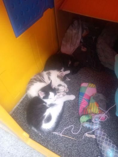 kittens