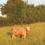 Cattle Image 5
