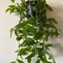 Plant / Houseplant  Tradescantia Fluminensis Green Hill Image 2