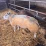 Super pedigree 5 star rams for sale Image 8