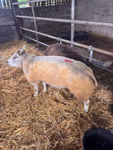 Super pedigree 5 star rams for sale