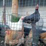 American Rooster Image 4