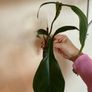 houseplant Philodendron 69686 top cuttings Image 3