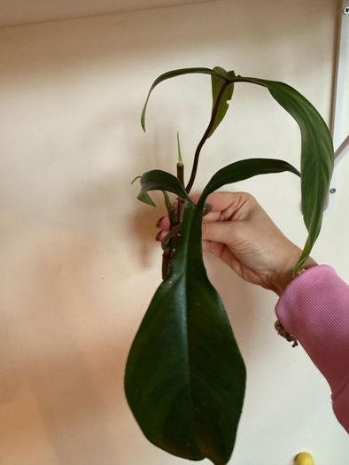 houseplant Philodendron 69686 top cuttings