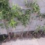 Apple trees in a pot Image 3