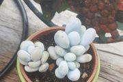 MOONSTONE PLANT (Pachyphytum oviferum)