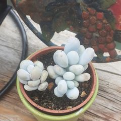 MOONSTONE PLANT (Pachyphytum oviferum)