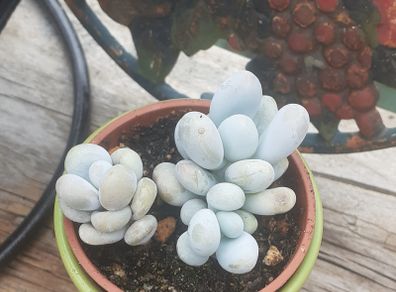 MOONSTONE PLANT (Pachyphytum oviferum)