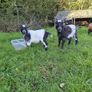 Pygmy goats Image 9