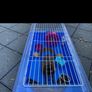 cage Image 3