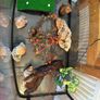 fish/ turtle aquarium Image 3