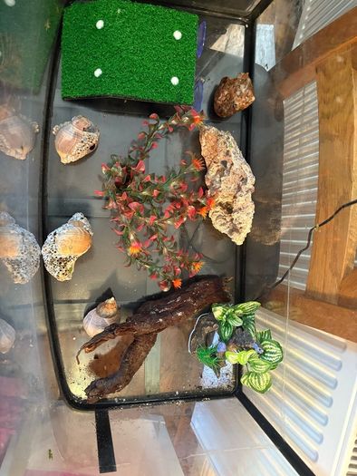 fish/ turtle aquarium