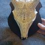 Deer skull Image 3