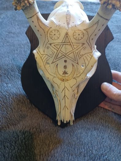 Deer skull