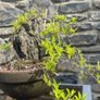 Bonsai Image 5