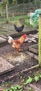 young cockerel