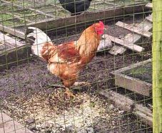 young cockerel