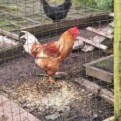 young cockerel