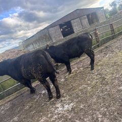 Bulls