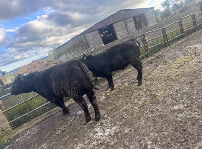 Bulls