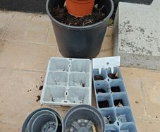 Pots