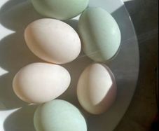 free range duck eggs