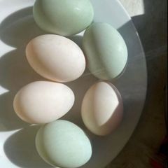 free range duck eggs