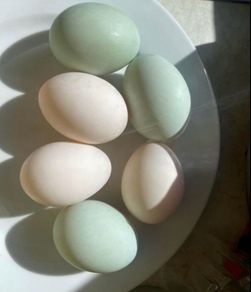 free range duck eggs