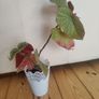 real plant Image 2