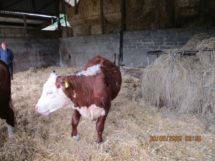 2 Pbr Hereford Bulls And 3  Pbr Hereford Hefiers F