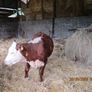 2 Pbr Hereford Bulls And 3  Pbr Hereford Hefiers F Image 4