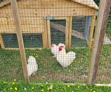 Pekin Bantam