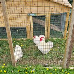 Pekin Bantam