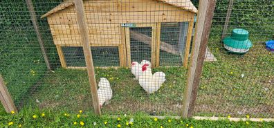 Pekin Bantam