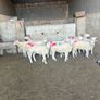 10 texel ewe hoggets Image 6