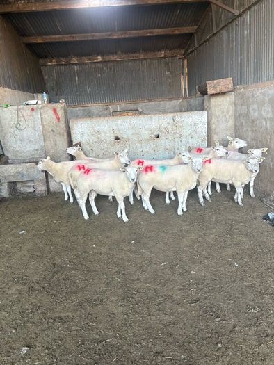10 texel ewe hoggets