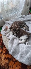 kitten
