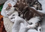 kitten