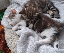 kitten