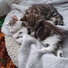 kitten