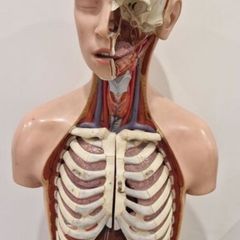 Vintage Anatomy Model